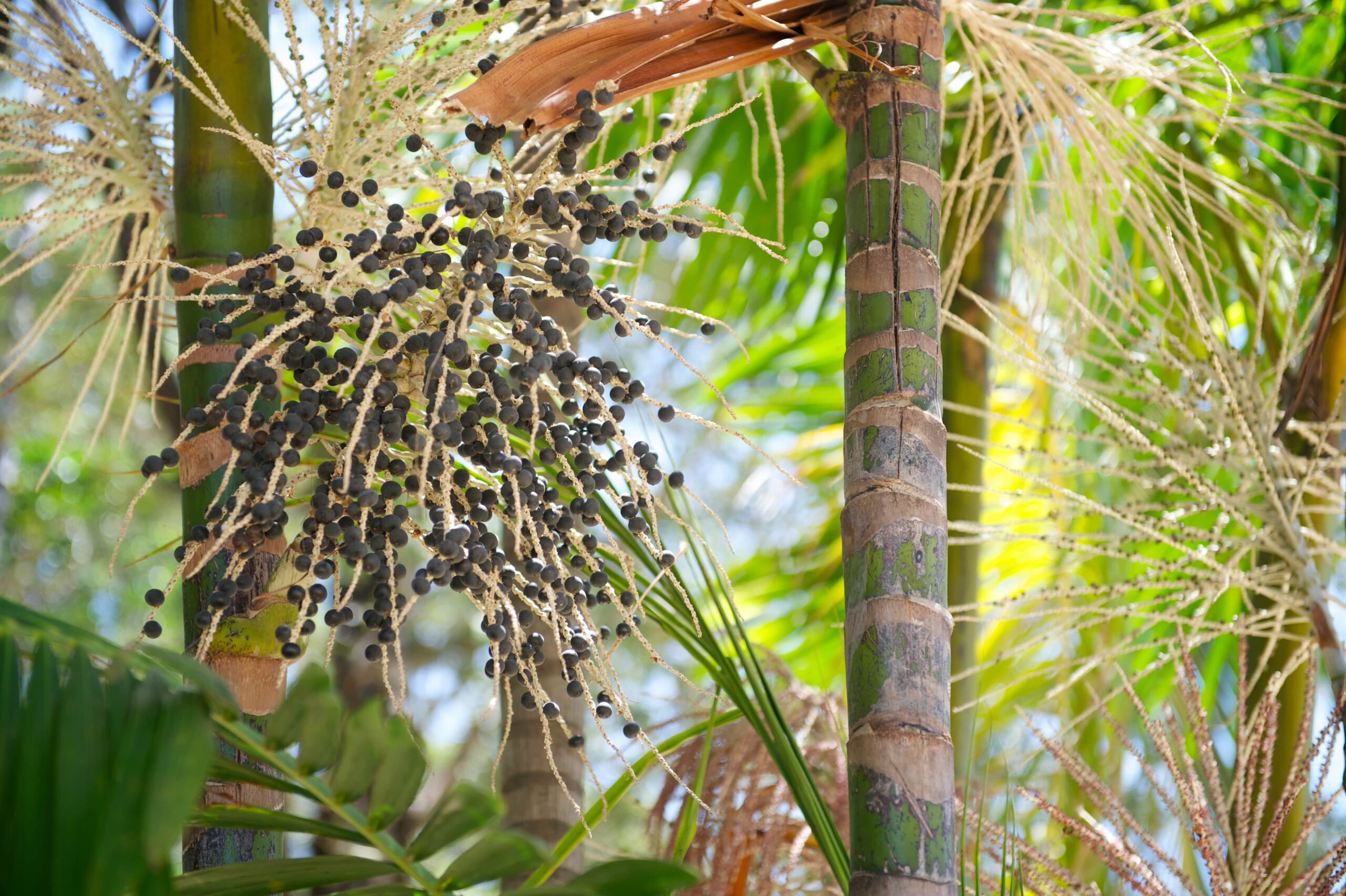 acai berries on a tree