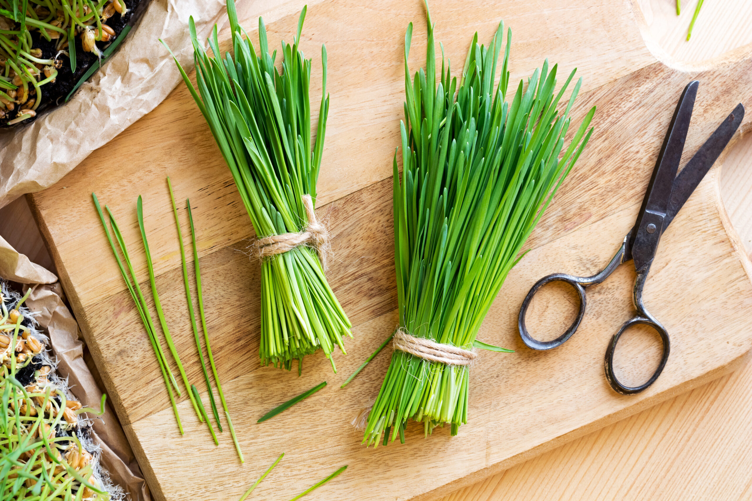 wheatgrass