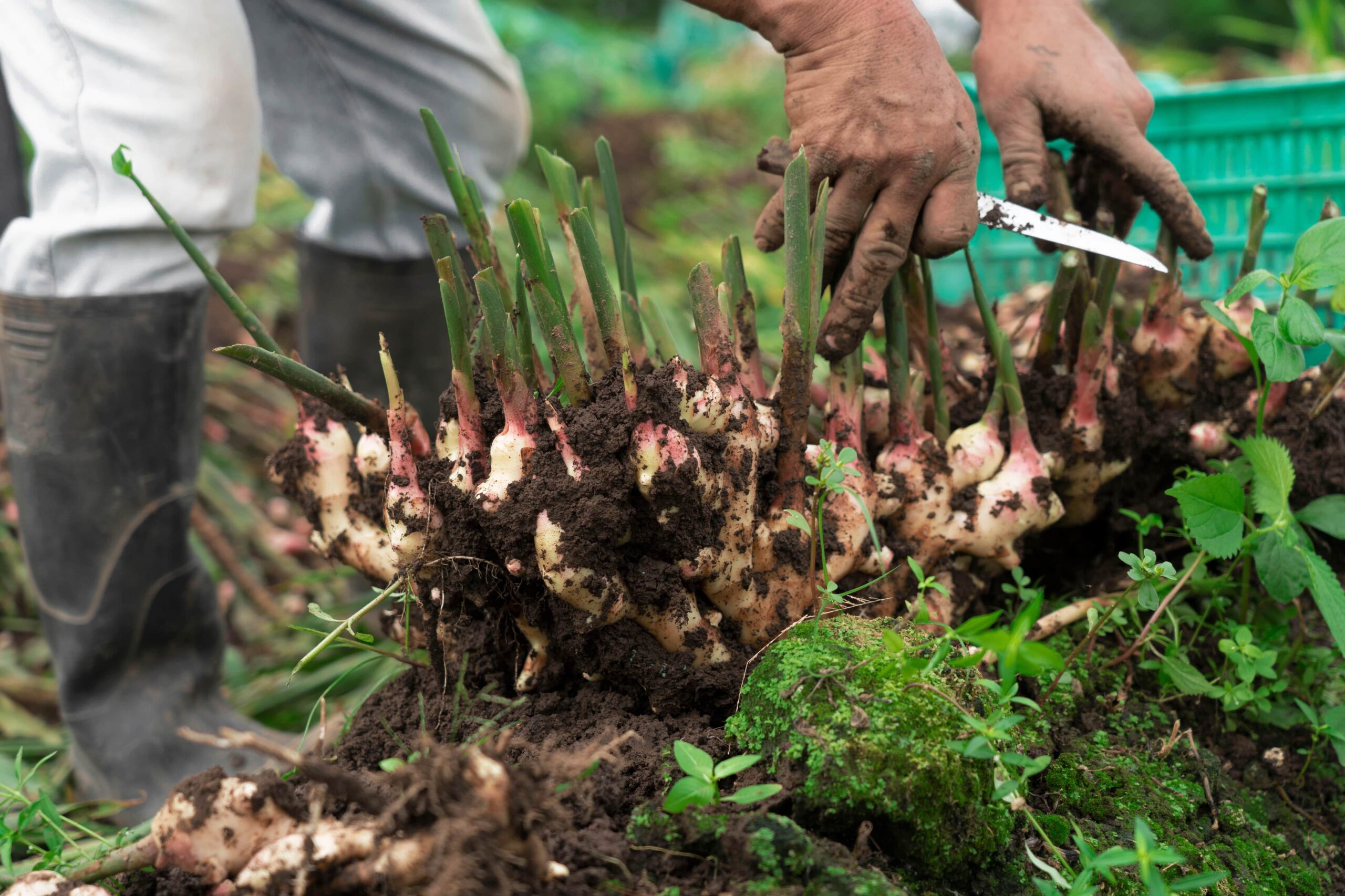 Where Ginger Comes From