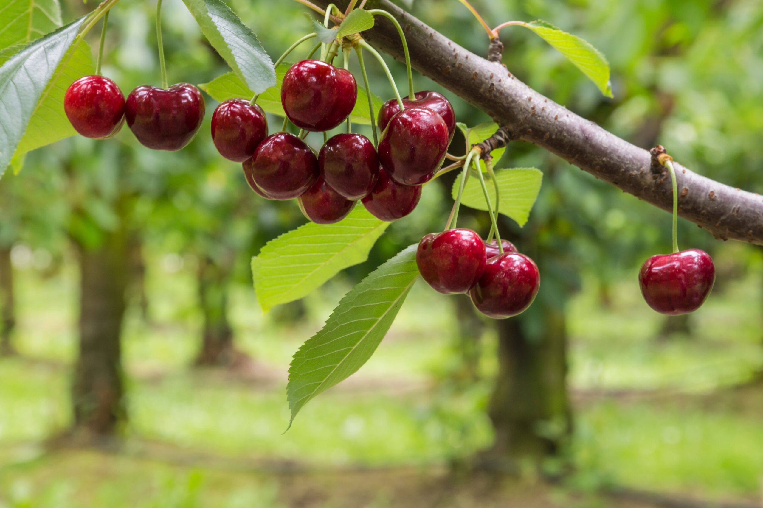 Read up on five healthy cherry benefits so you can improve your health and get the most out of your day.