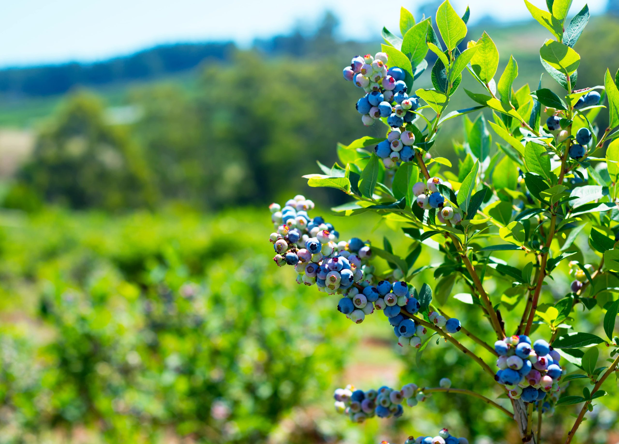 The benefits of blueberries are truly endless