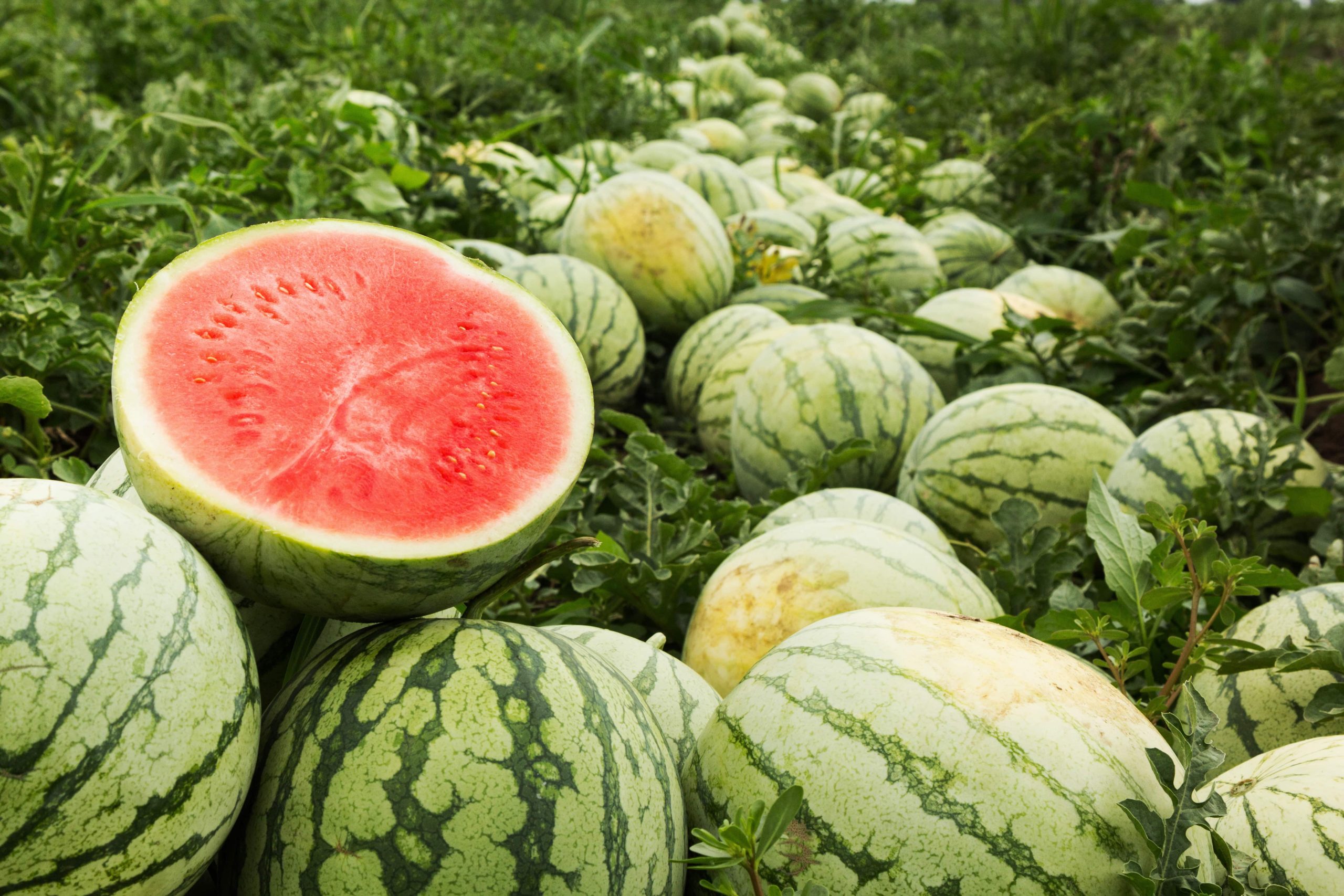 watermelon is packed with health-boosting nutrients