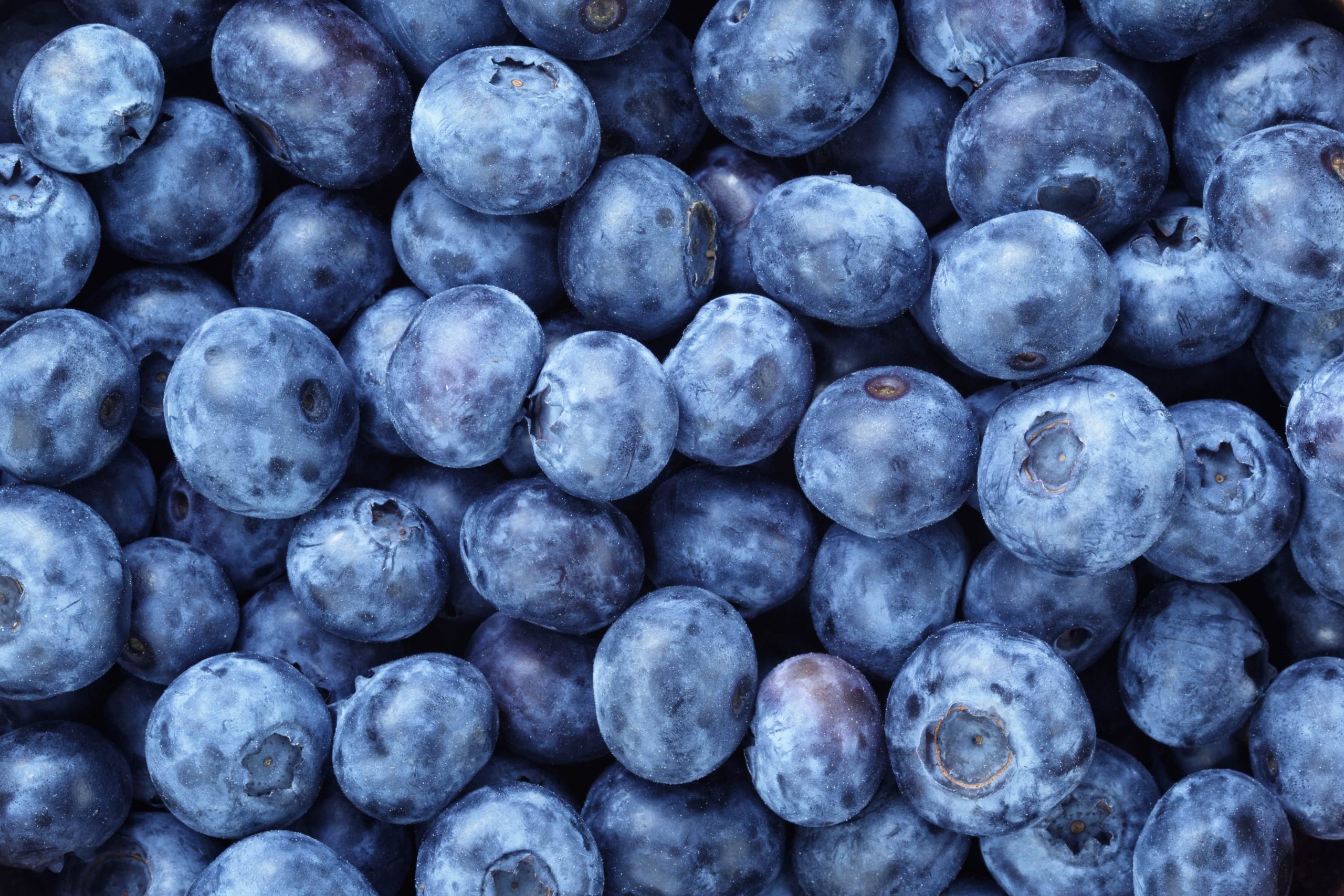 The benefits of blueberries are vast.